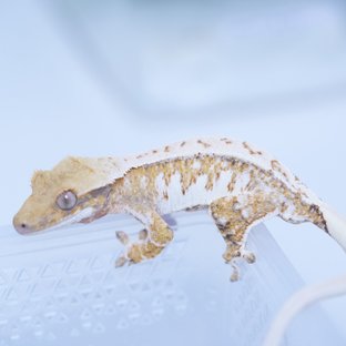 트라이