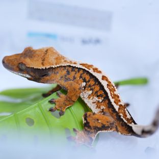 트라이