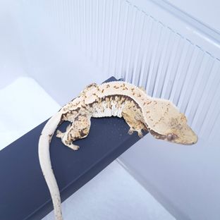 트라이