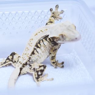 트라이
