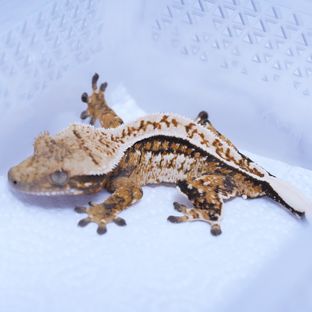 트라이