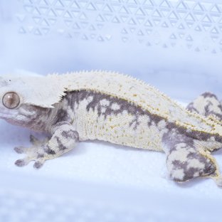 트라이