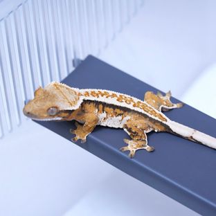 트라이