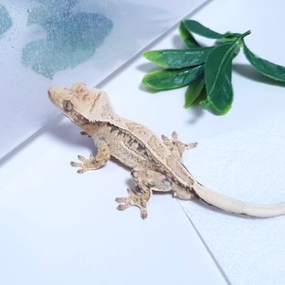 드리피 트라이