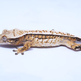 트라이