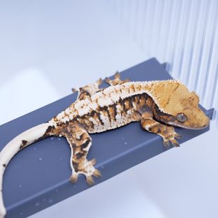 트라이