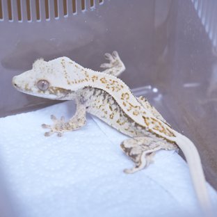 트라이