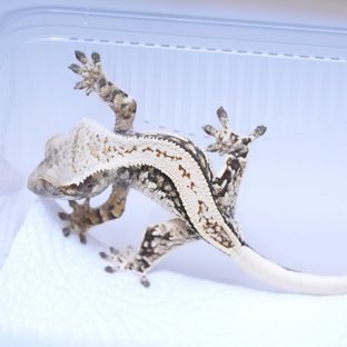 트라이
