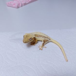 릴리화이트 크림