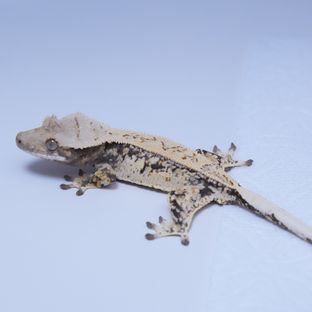 트라이