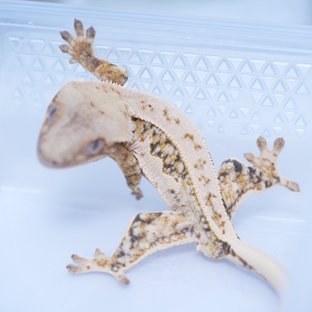 동배