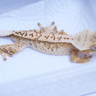 트라이