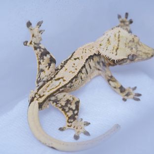 트라이