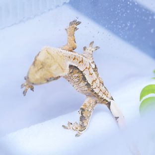 트라이