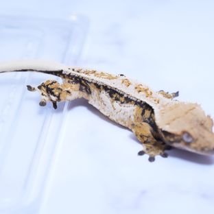 트라이