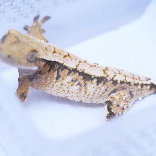 트라이