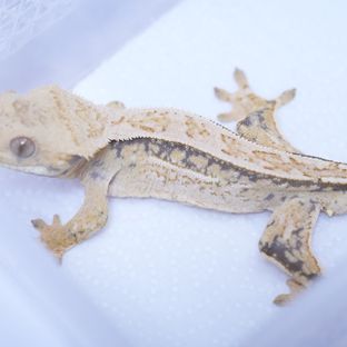 트라이