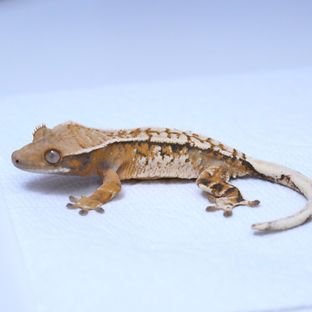 트라이