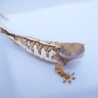 트라이