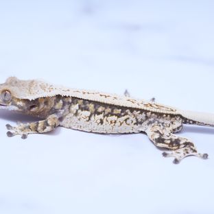 트라이