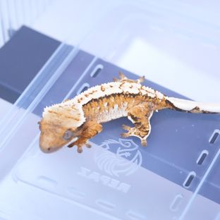 트라이
