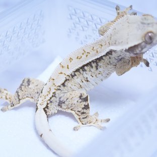 트라이