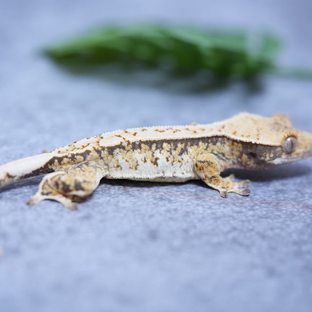 트라이