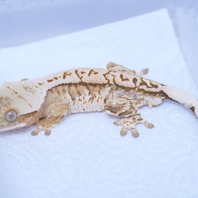 트라이