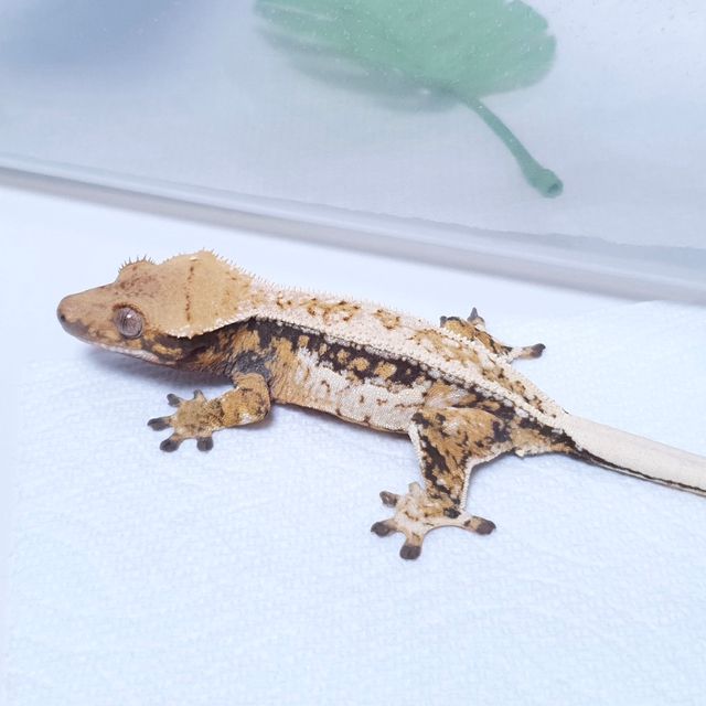 트라이