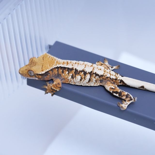 트라이