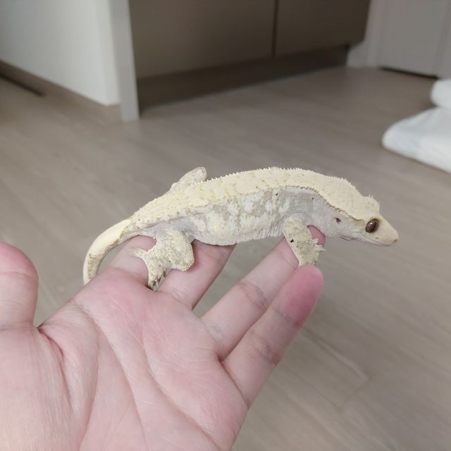 드리피 화이트스팟