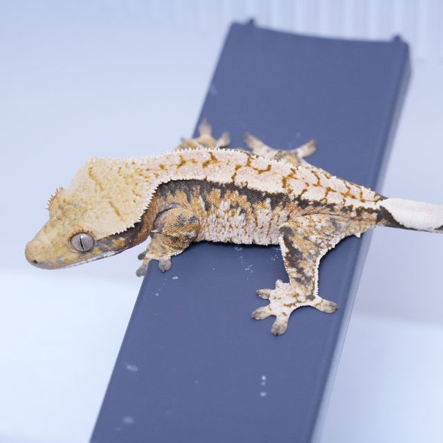 트라이