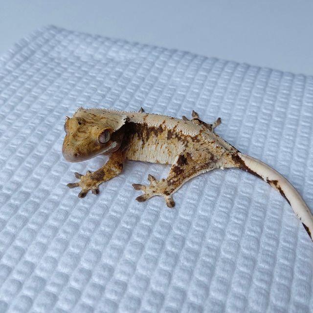 트라이