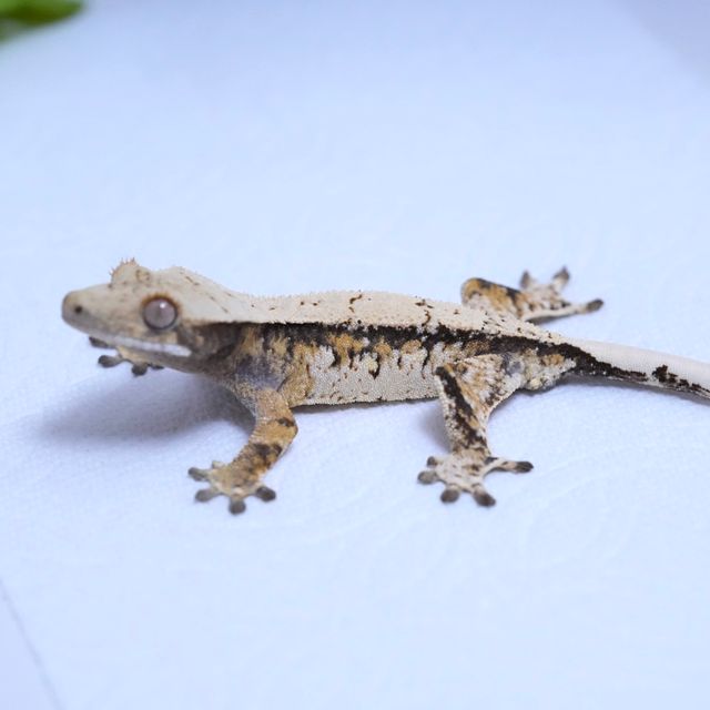 트라이