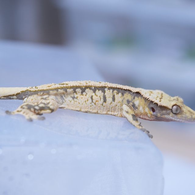 트라이