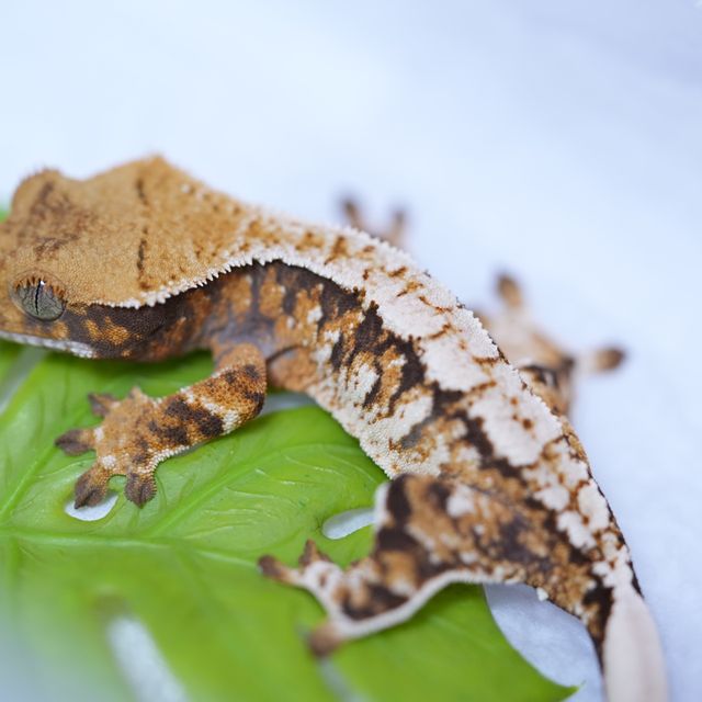 트라이