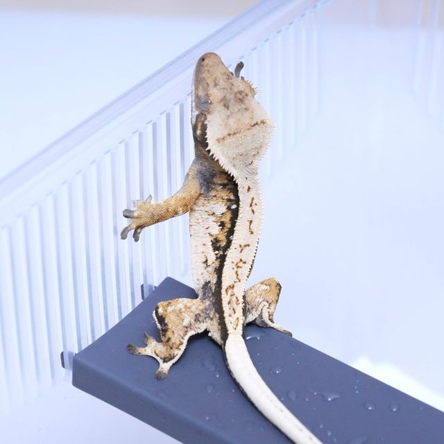 트라이