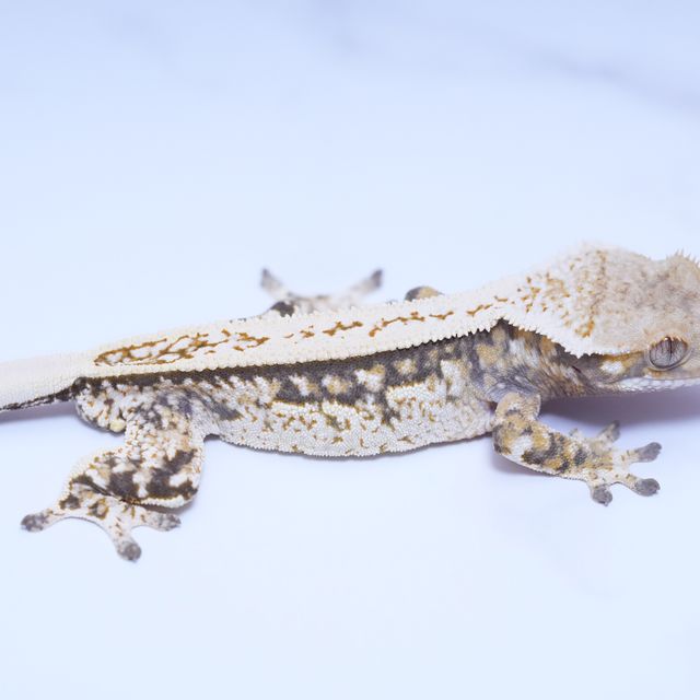트라이