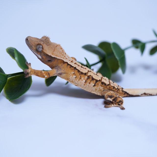 트라이