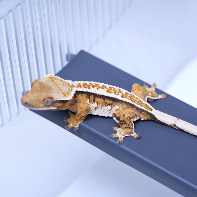 트라이