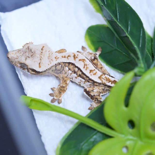 트라이