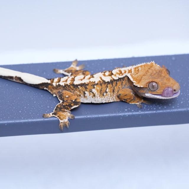 트라이
