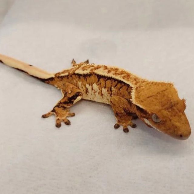 트라이