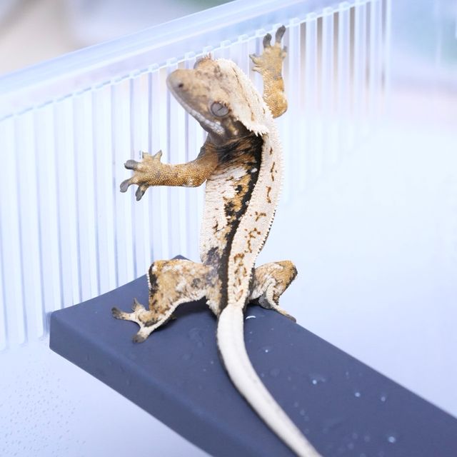 트라이