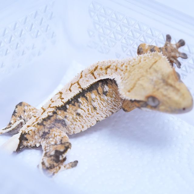 트라이