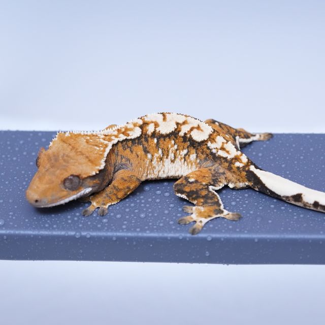 트라이