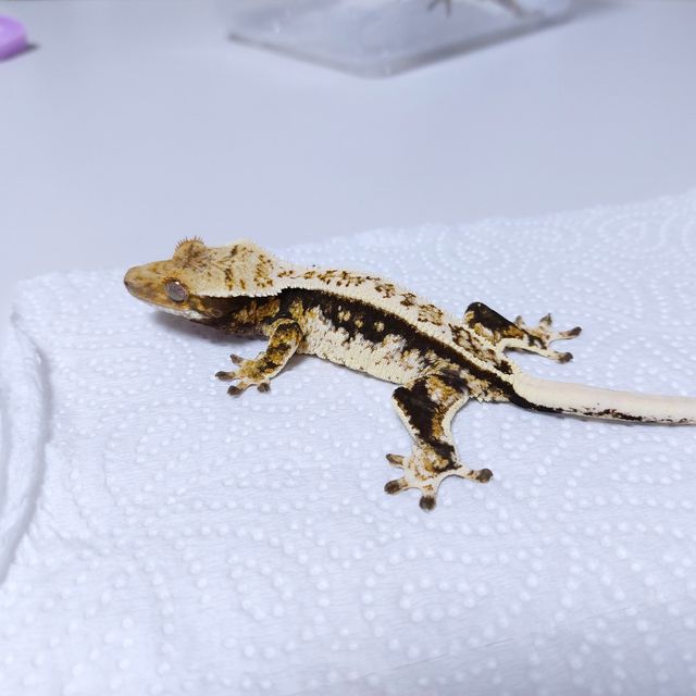 블랙 화이트 트라이
