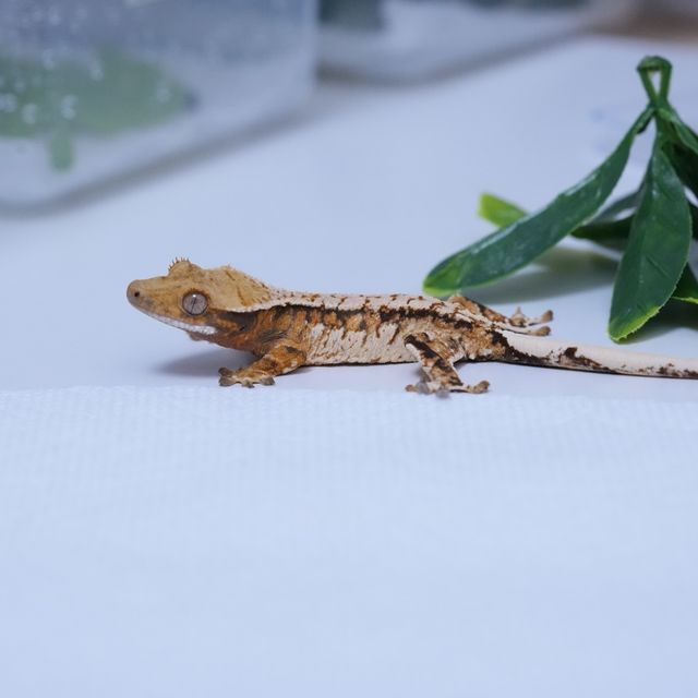 트라이