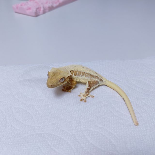 릴리화이트 크림