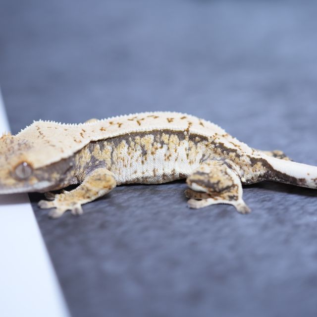 트라이